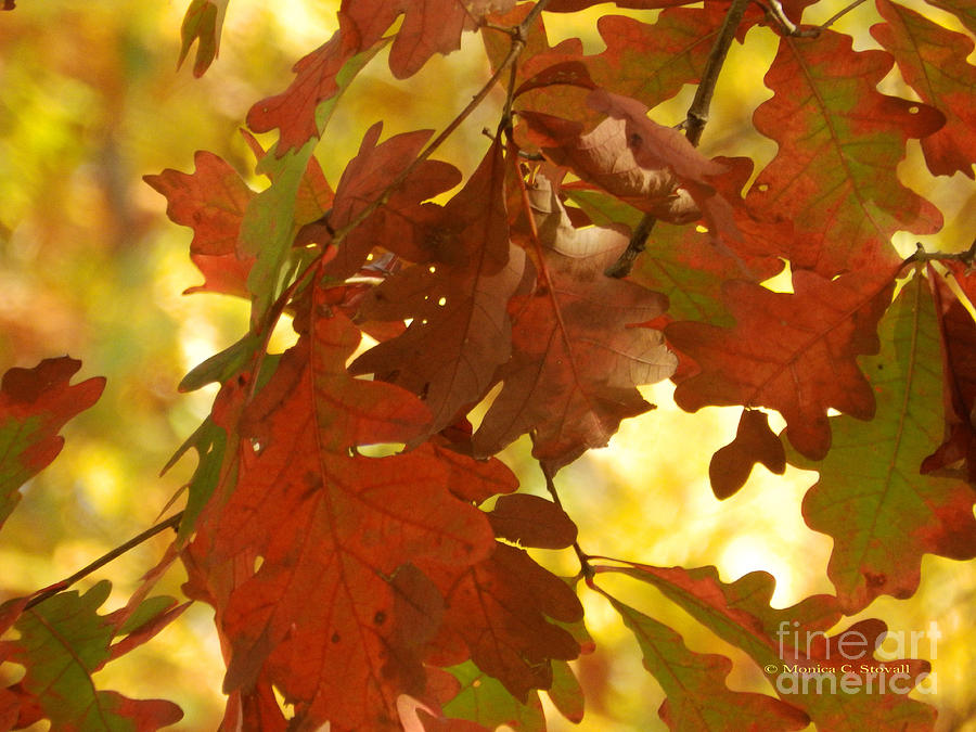 Oak Tree Fall Leaves - M Landscapes Fall Collection No. LF9 Photograph by Monica C Stovall