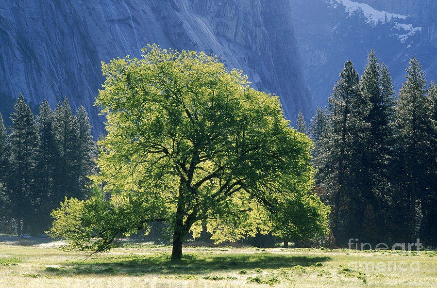 Yosemite National Park Photograph - Oak Tree by George Ranalli