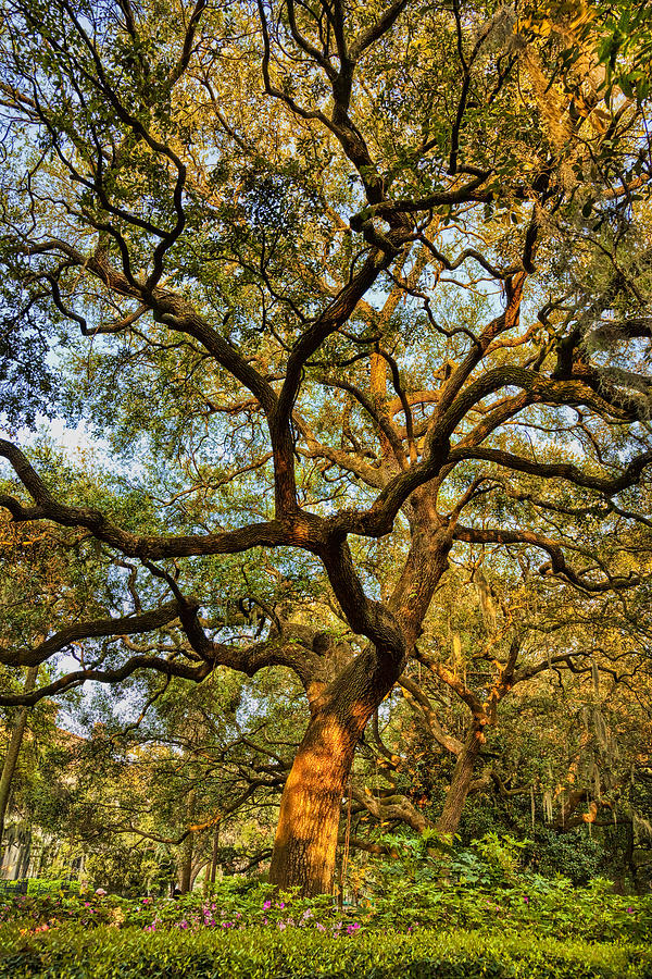 Oak Tree in the Spring Photograph by Diana Powell