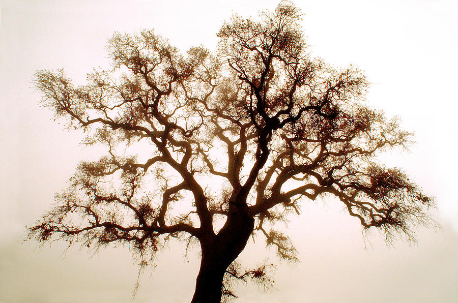 Oak Tree in the Winter Photograph by Wernher Krutein