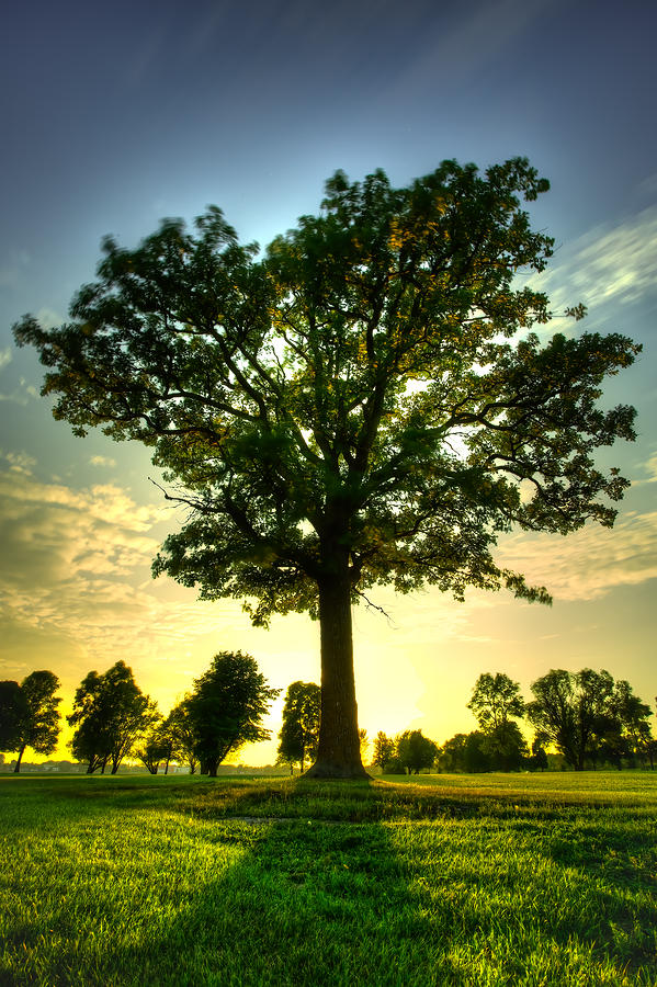 Oak Tree Photograph