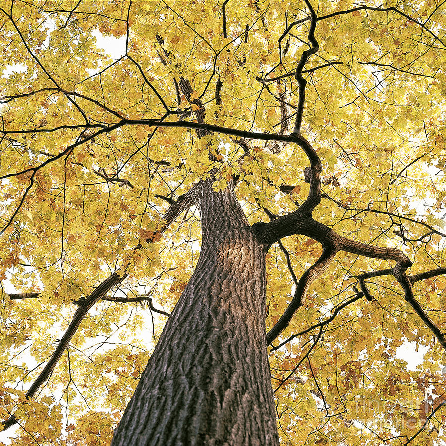 Oak Tree Photograph by Larry Pringle