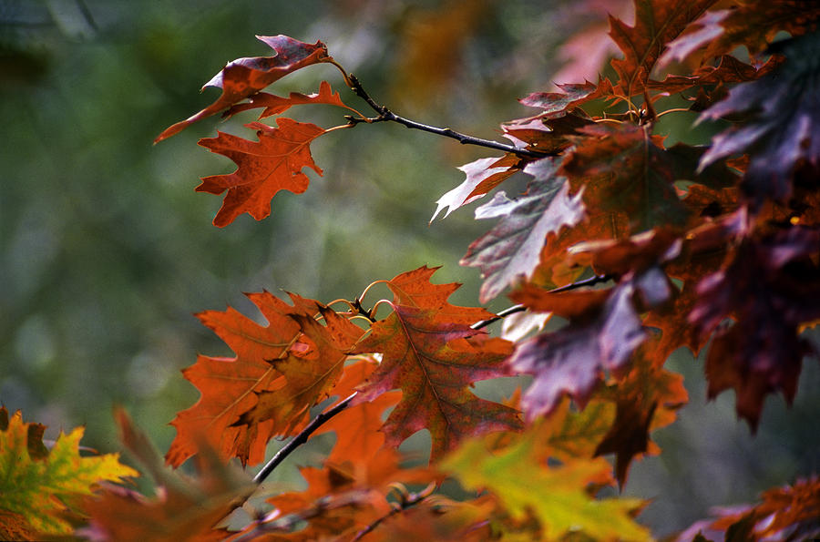 Oak Tree leaves in autumn Photograph by Pierre Longnus
