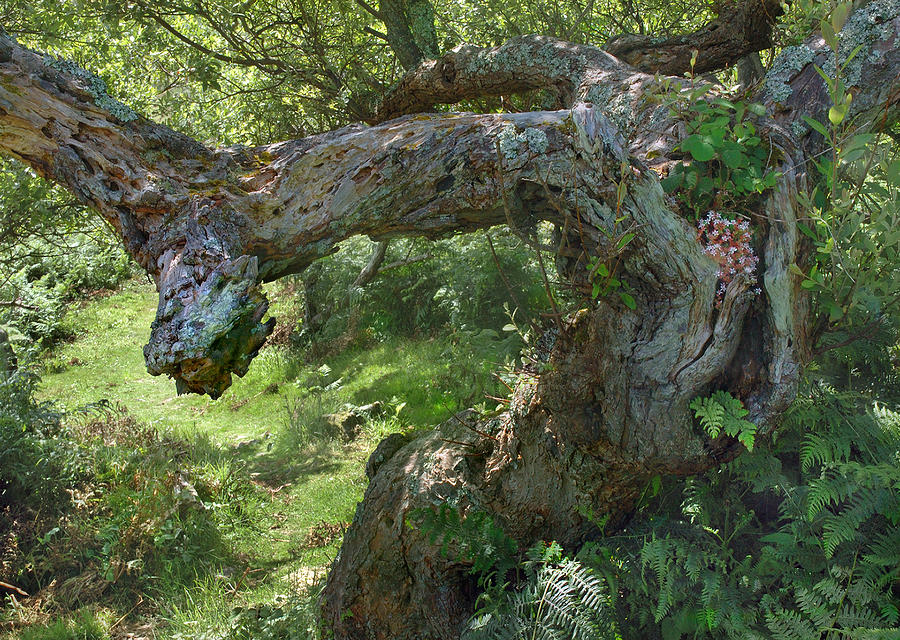 Oak tree Lundy Photograph by Jerry Daniel