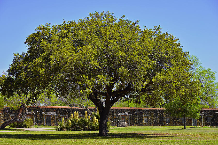 Oak Tree Mission San Jose TX Photograph by Alexandra Till