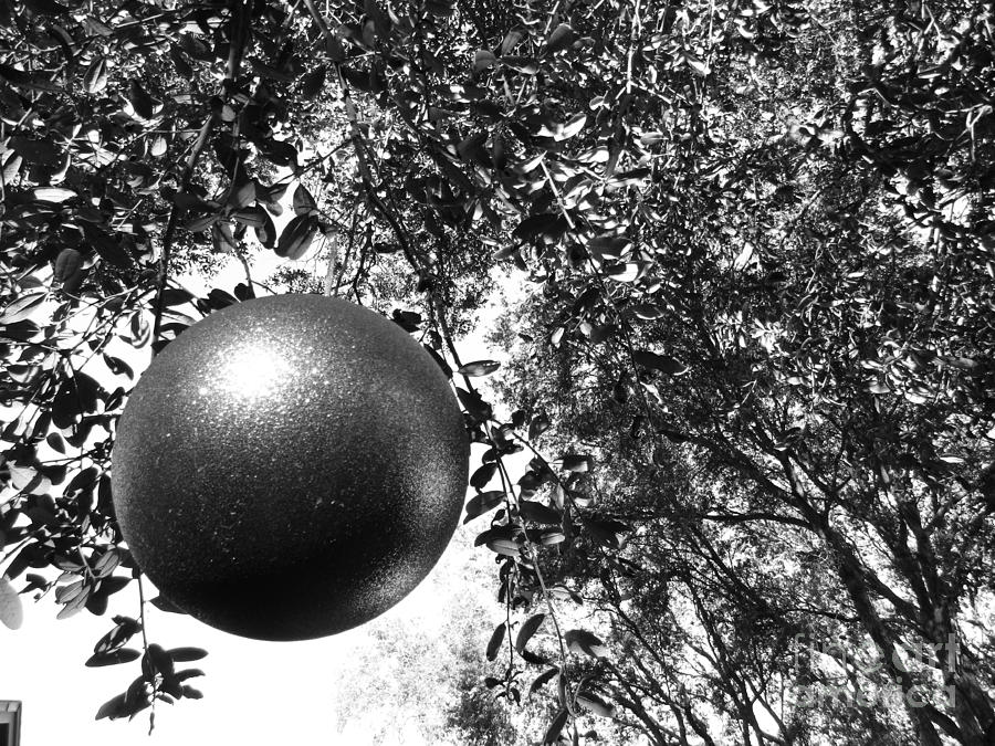 Oak Tree Ornament Photograph by WaLdEmAr BoRrErO