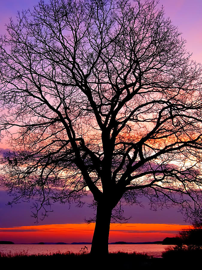 Oak Tree Silhouette Photograph by Benjamin Williamson