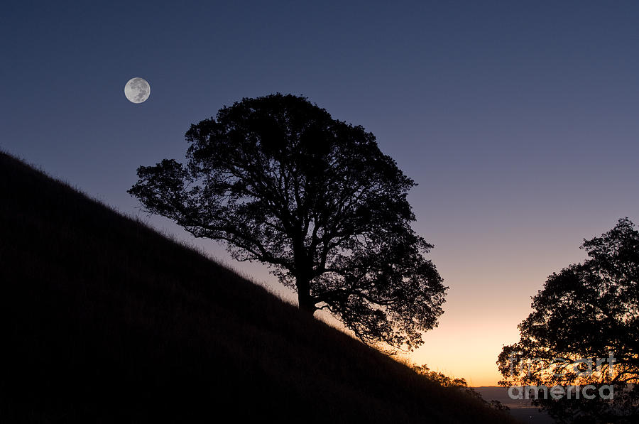 Oak Tree Silhouettes Photograph by Ron Sanford