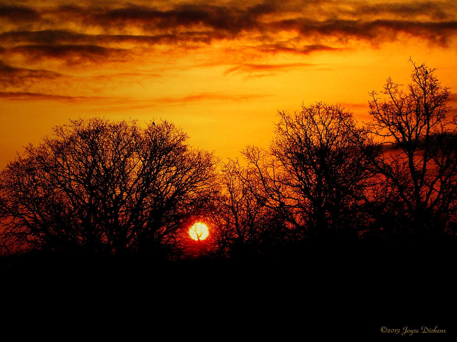 Tree Photograph - Oak Tree sunrise by Joyce Dickens