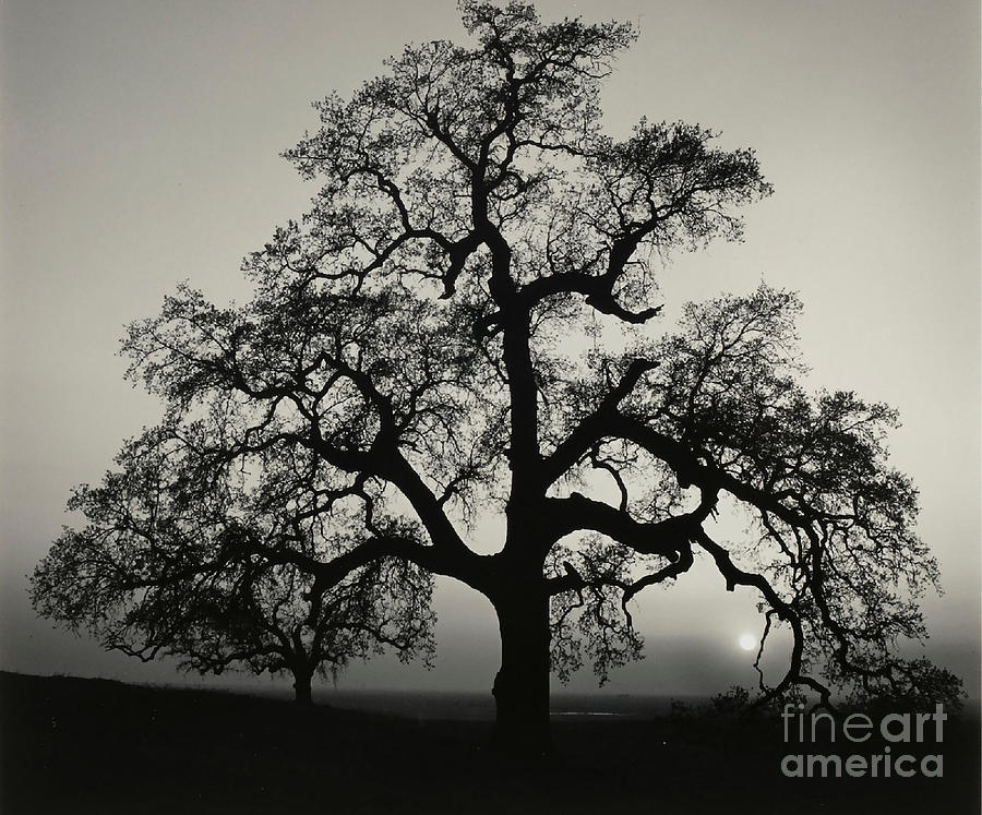 Oak Tree Sunset near Sacramento Photograph by Ansel Adams