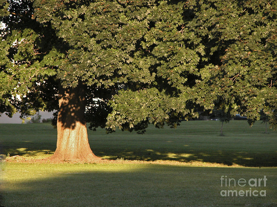 Oak Tree Photograph by Tom Brickhouse