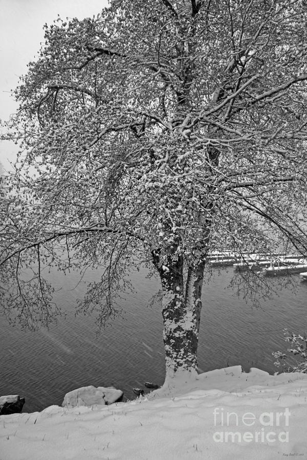 Oak Tree with Falling Snow - Black and White Photograph Photograph by Kenny Bosak