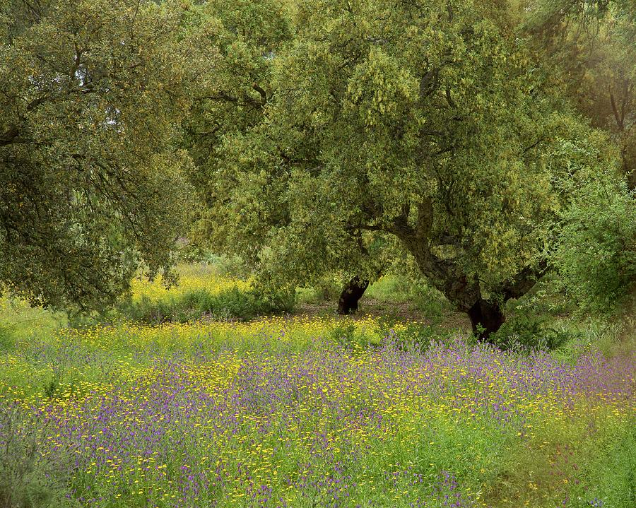 Oak Trees And Wildflower Meadow Photograph By Bob Gibbons Science Photo Library Pixels