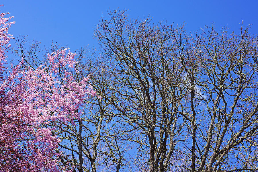 Spring Photograph - Oak Trees Art Prints Pink Blossoms Blue Sky by Patti Baslee