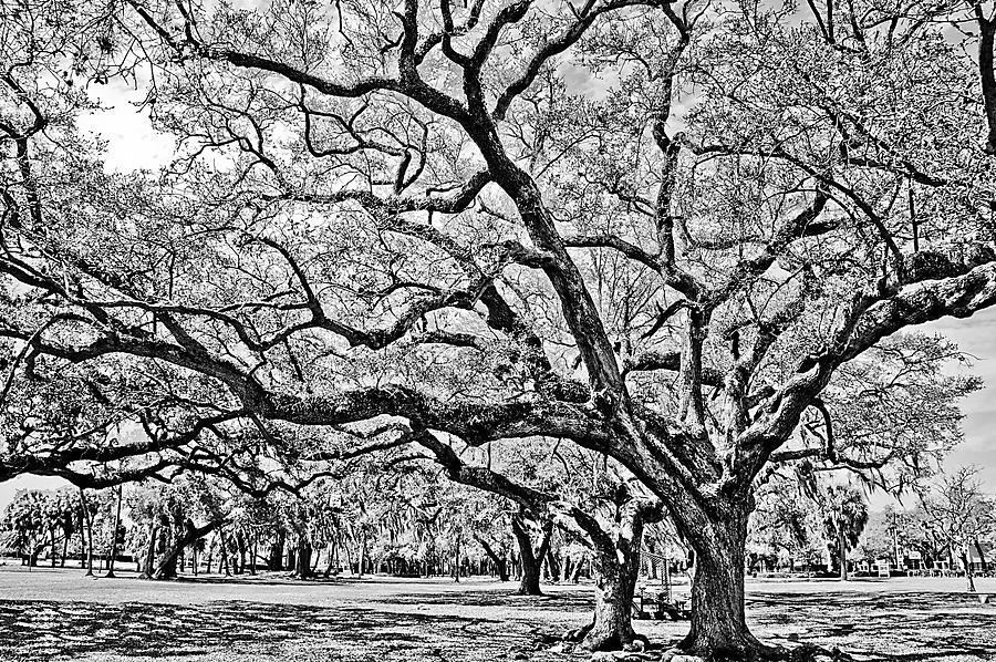 Oak Trees Photograph by Chauncy Holmes