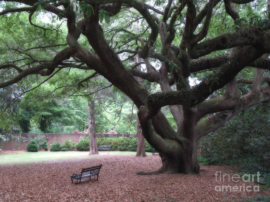 Oak Trees - Hopeland Gardens - Aiken South Carolina Photograph by Kathy Fornal