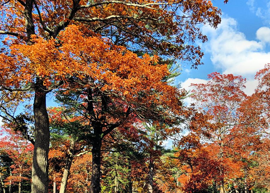 Oak trees in fall Photograph by Janice Drew