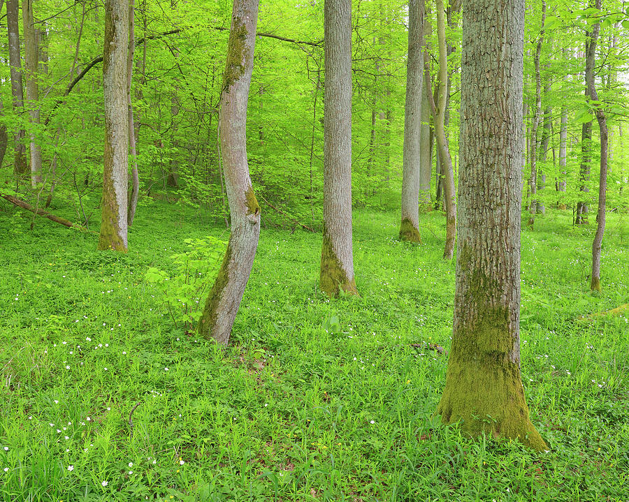 Oak Trees In Forest Photograph by Raimund Linke
