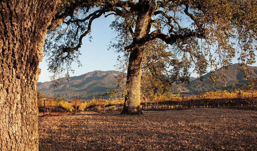 Oak Trees in the Vineyard by Kent Sorensen Oak Trees in the Vineyard by Kent Sorensen