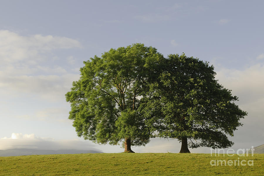 Oak Trees Photograph by John Shaw