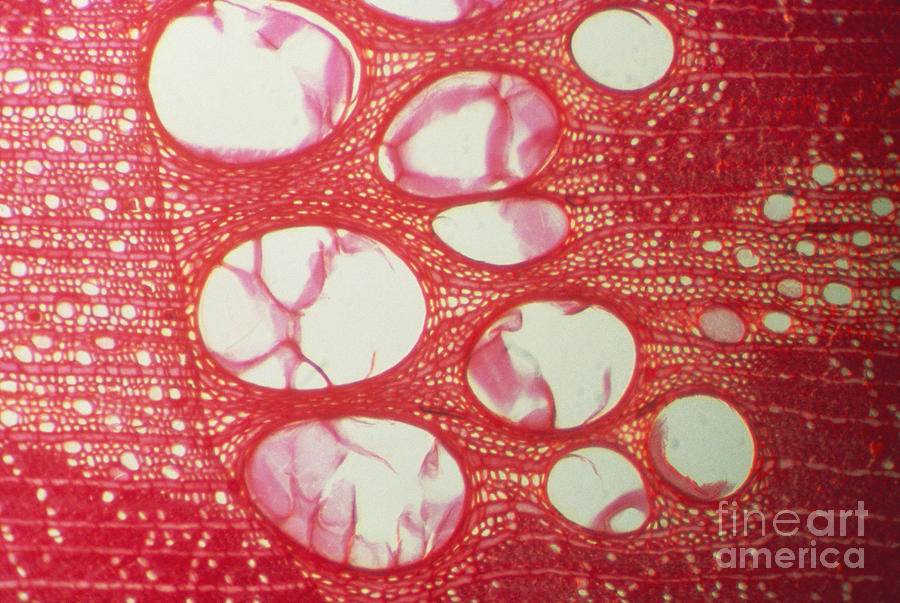 Oak Vascular Tissue Photograph by James M. Bell