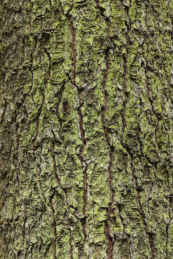 Oak With Lichen Photograph
