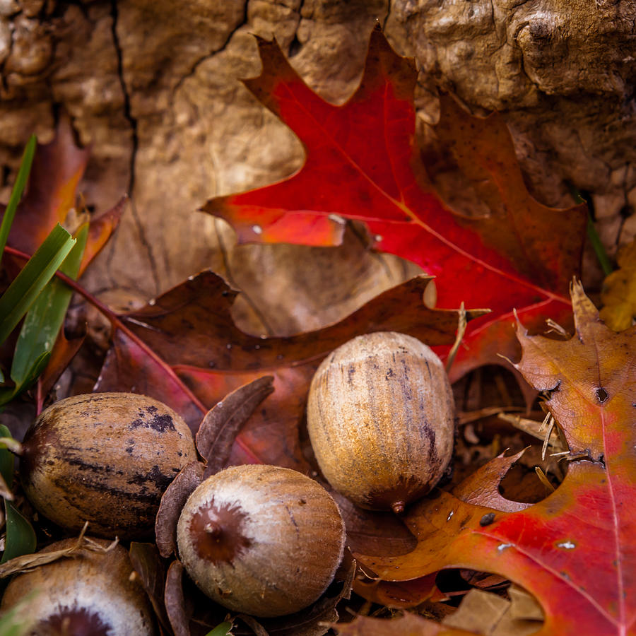 Oaks and Acorns Photograph by Melinda Ledsome