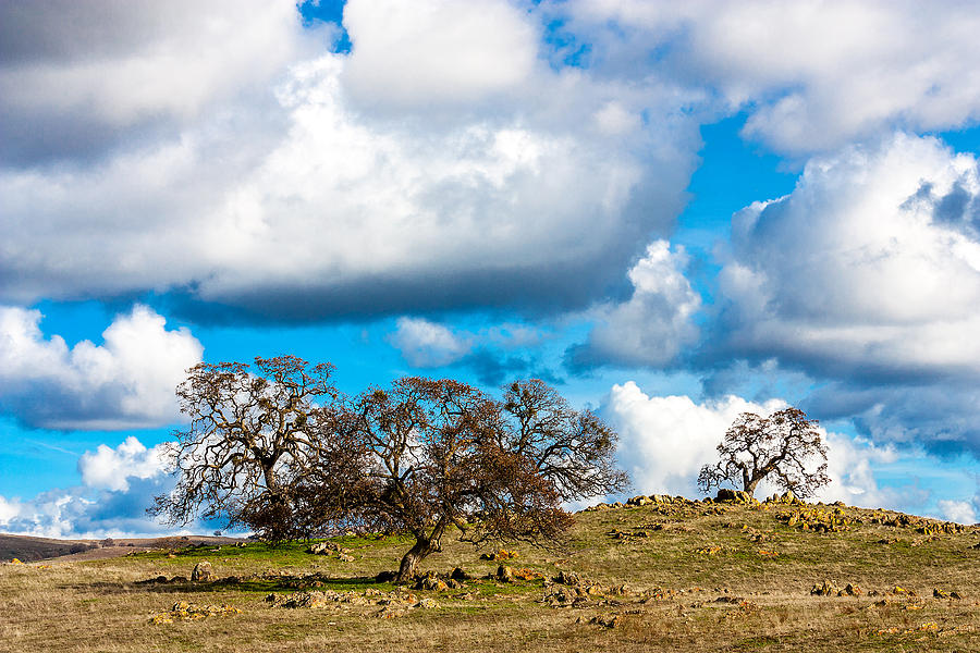 Yosemite National Park Photograph - Oaks and Clouds by John Crowe