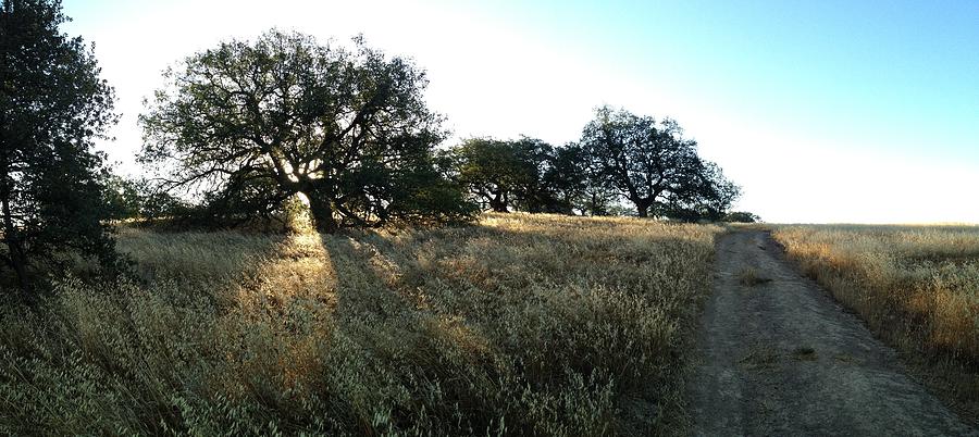 Oaks at the Plateau Photograph by Christine Owens