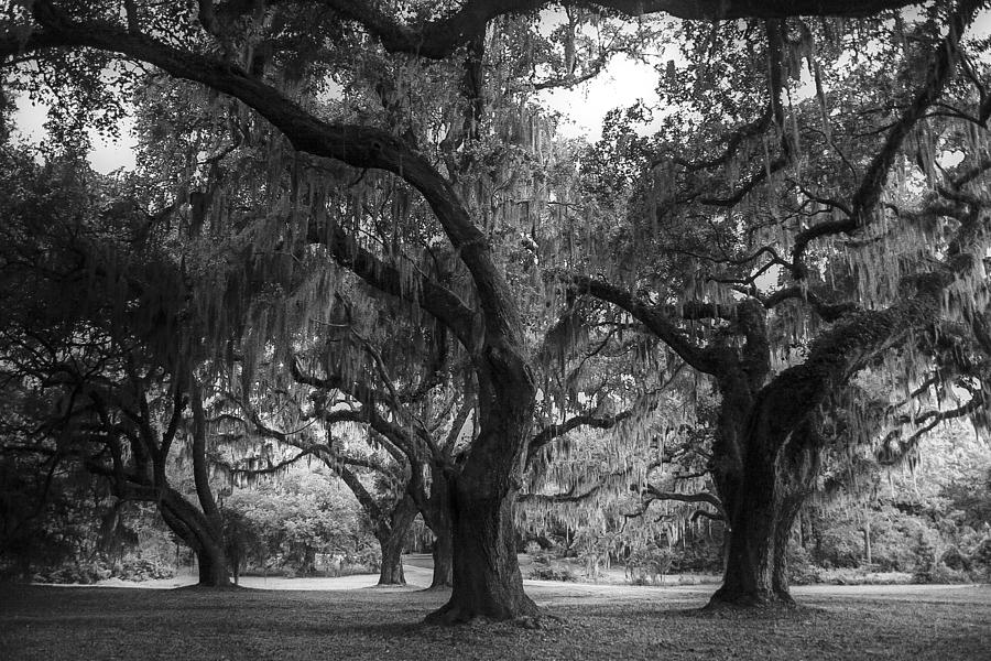 Nature Photograph - Oaks at the Ruins Black and White Edition by Tony Delsignore