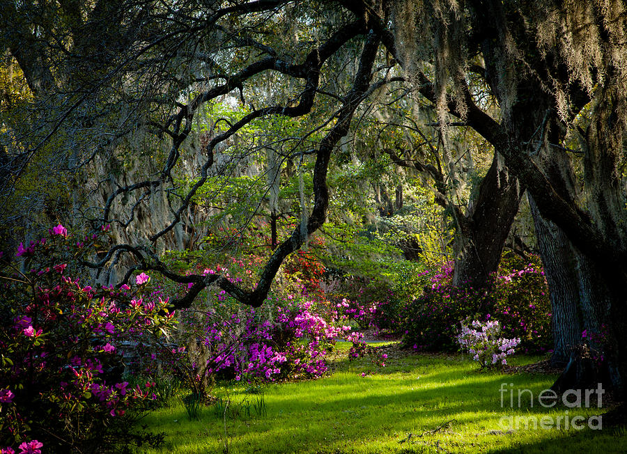 Oaks Branches Photograph by Iris Greenwell