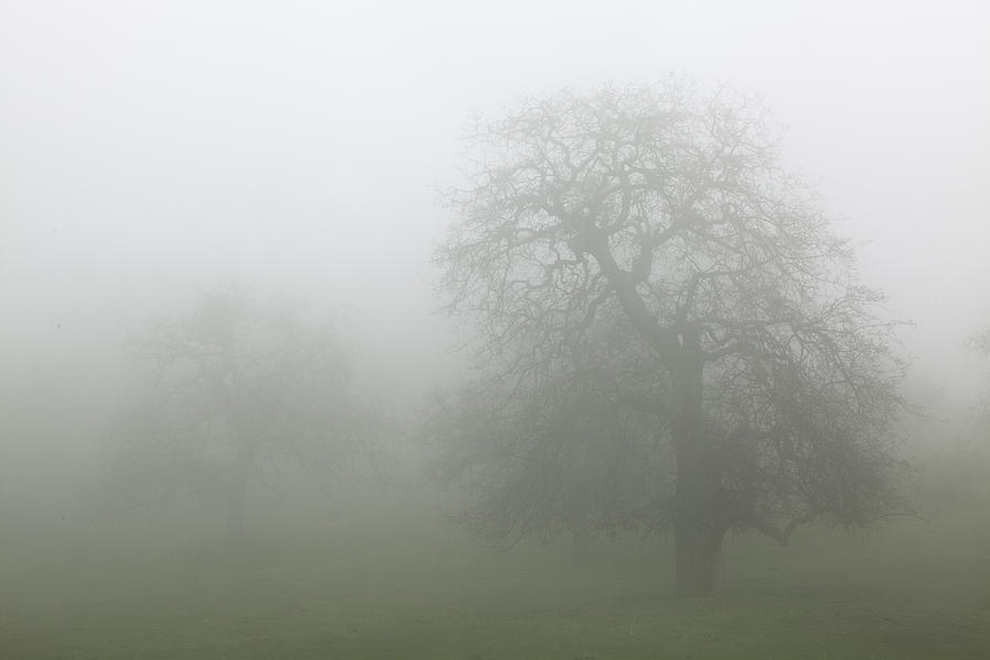 Oaks in Fog - Central California Photograph by Ram Vasudev
