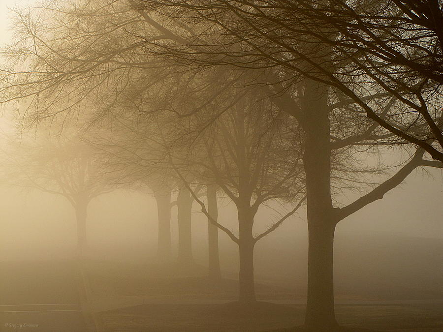 Oaks In The Fog Photograph