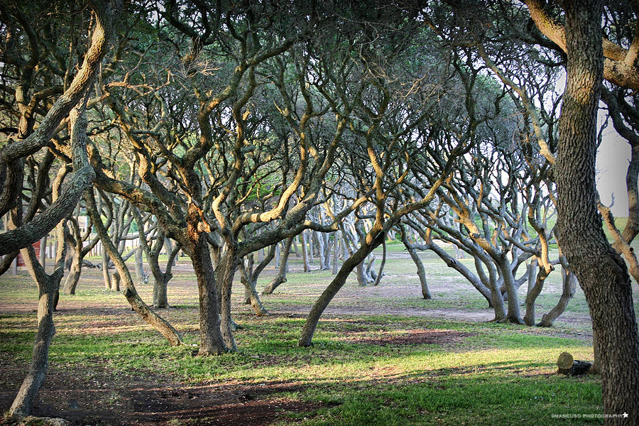 Oaks Of Fort Fisher Photograph by Phil Mancuso