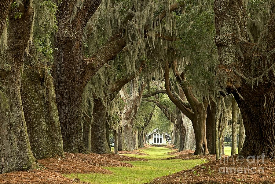 Avenue Of The Oaks Photograph - Oaks Of The Golden Isles by Adam Jewell