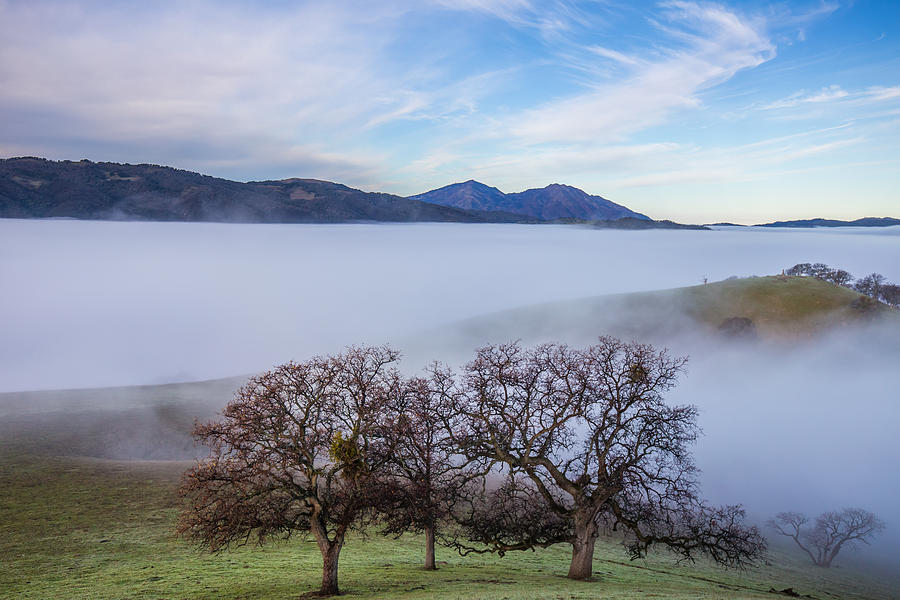 Oaks on a HIll and Mt. Diablo Photograph by Marc Crumpler