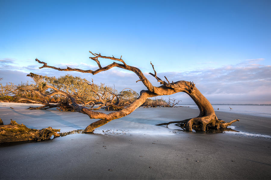 Oaks on Driftwood Beach Photograph by Debra and Dave Vanderlaan - Fine ...