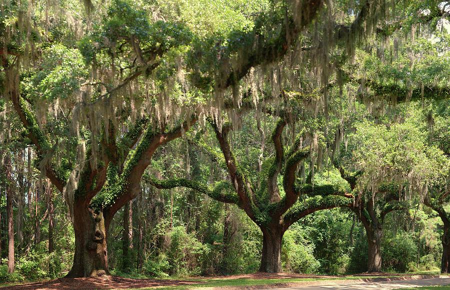 Oaks With Spanish Moss Photograph by Photograph By Tom Hoover