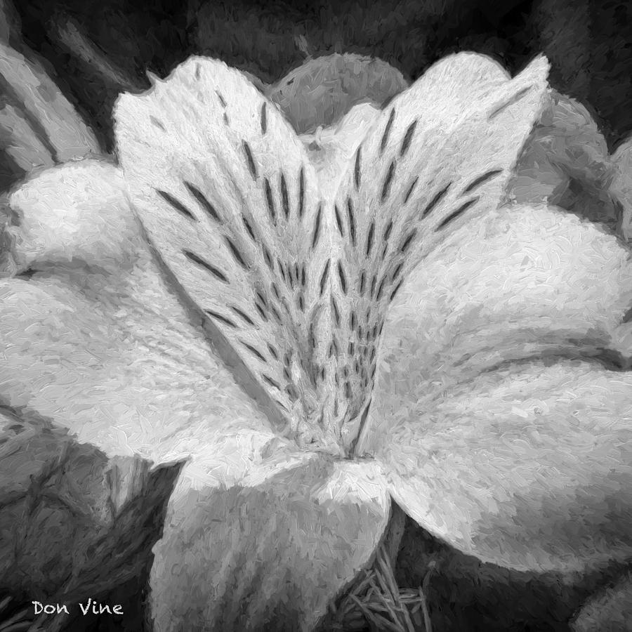Oakwood Lily bw Photograph by Don Vine