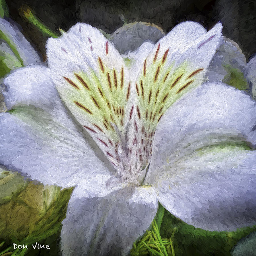 Oakwood Lily Photograph by Don Vine