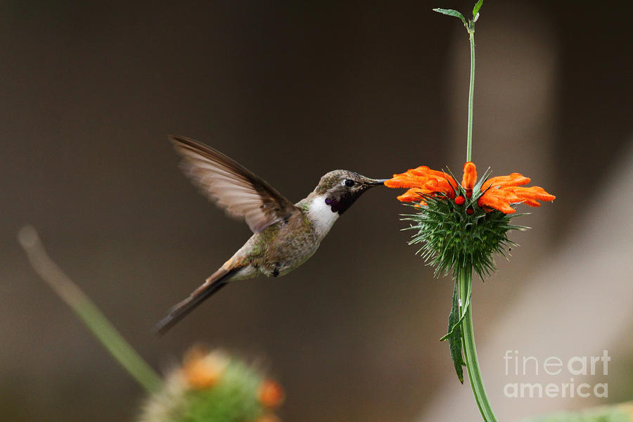 Oasis Hummingbird Feeding Photograph by James Brunker