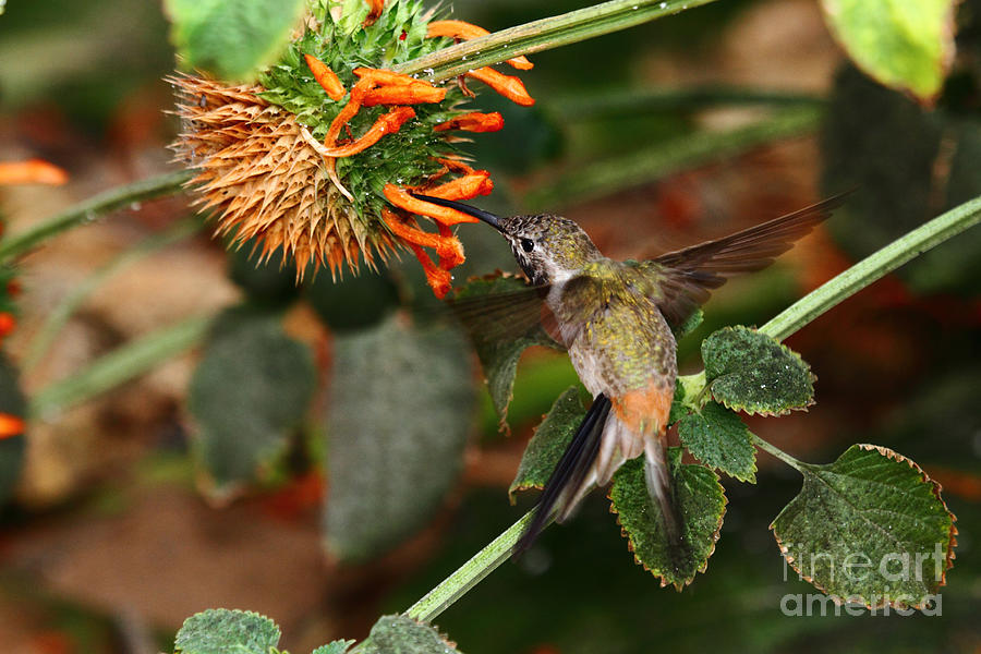 Hummingbird Photograph - Oasis Hummingbird by James Brunker