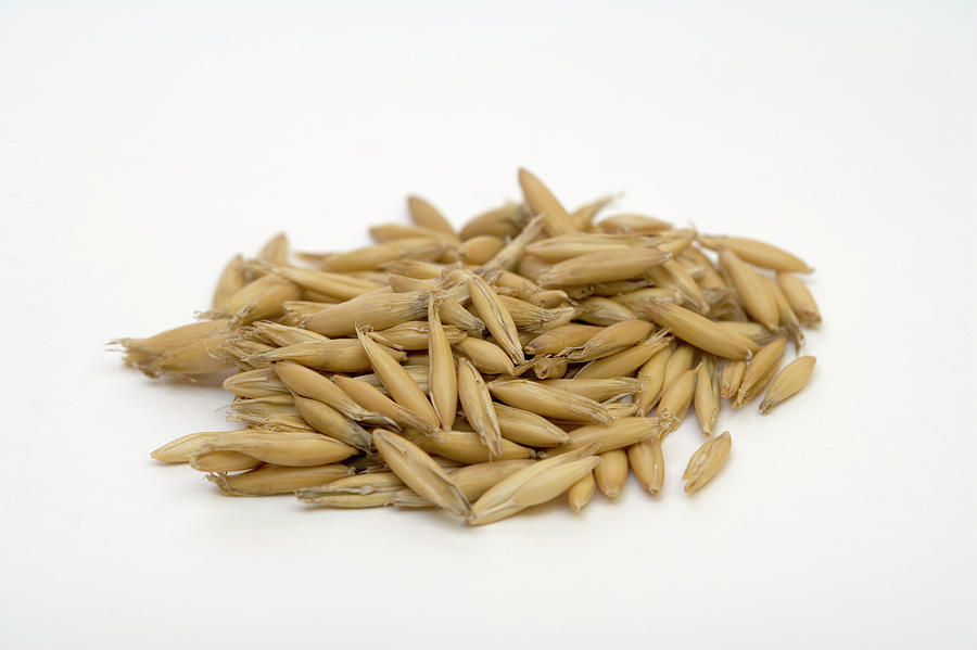 Oat Seeds (avena Sativa) Photograph by Science Stock Photography ...