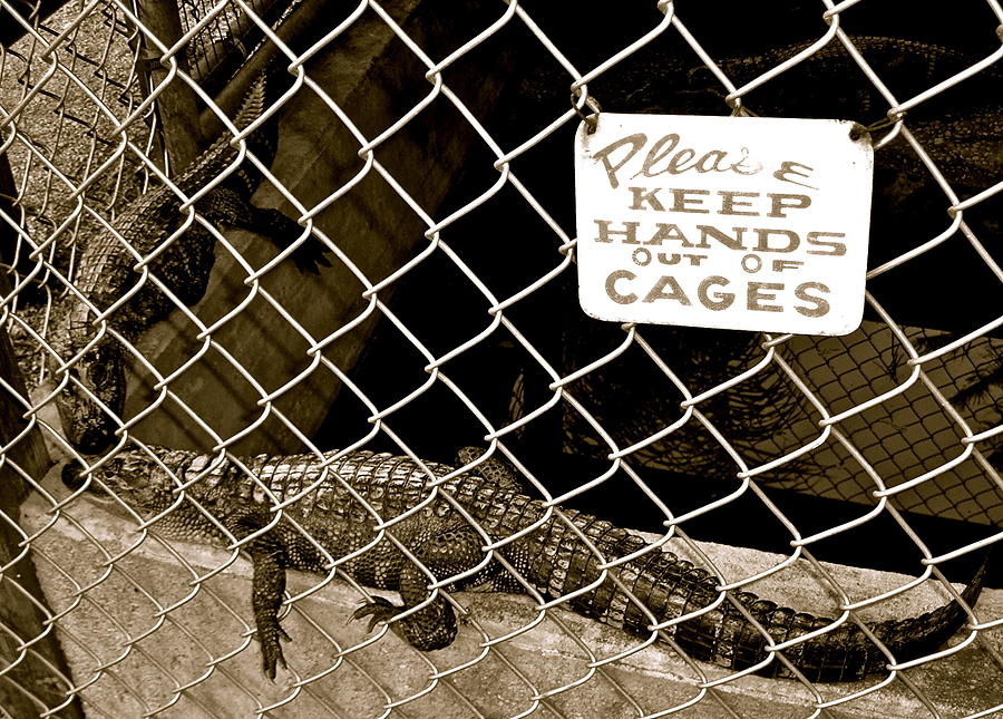 Obedient Gator Photograph by Kim Pippinger