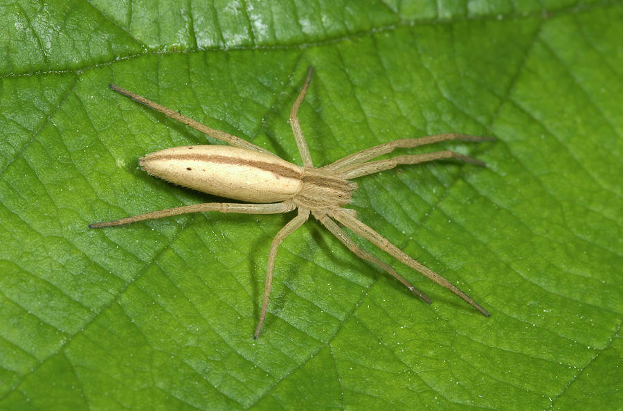 Oblong Running Crab Spider Photograph by Nigel Downer