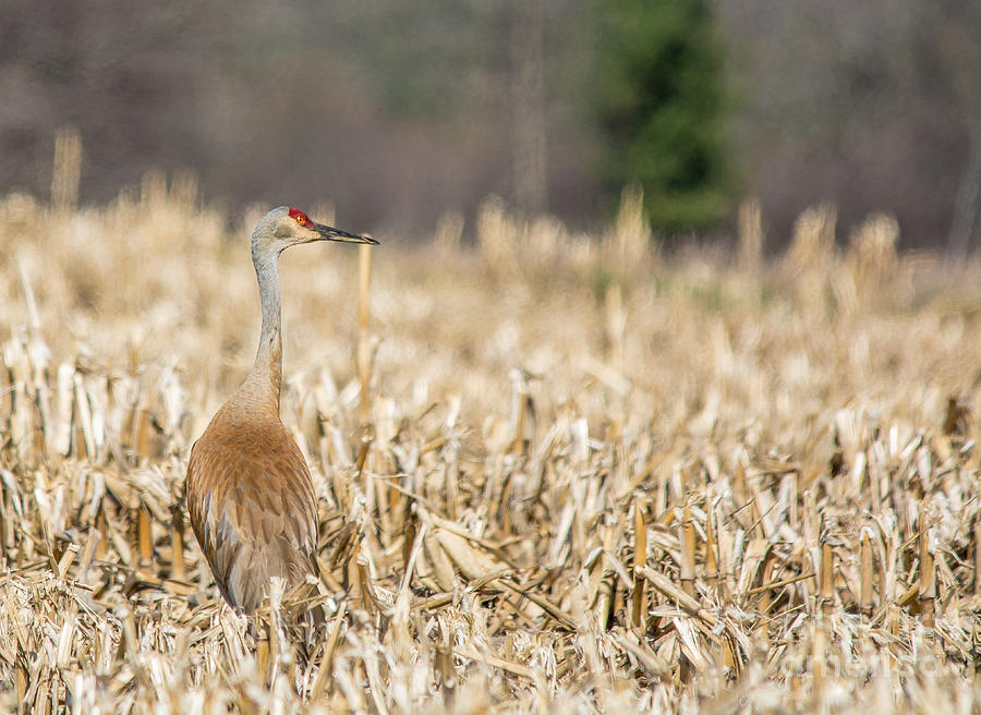 Observing Crane Photograph by Cheryl Baxter