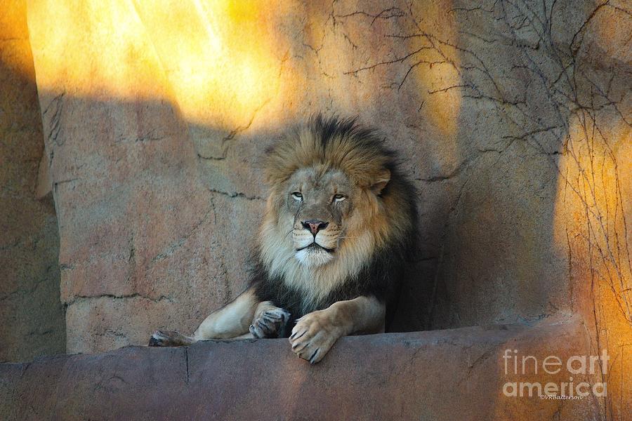 Observing His Kingdom Photograph by Veronica Batterson