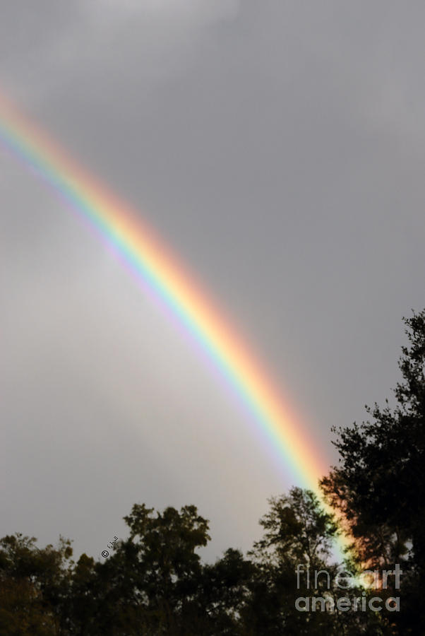 Ocala Rainbow Photograph by Francine Hall - Fine Art America