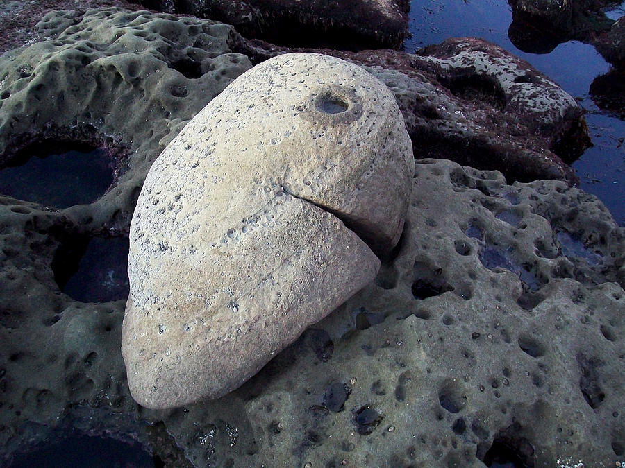 Ocean Beach California Rock At Low Tide Photograph