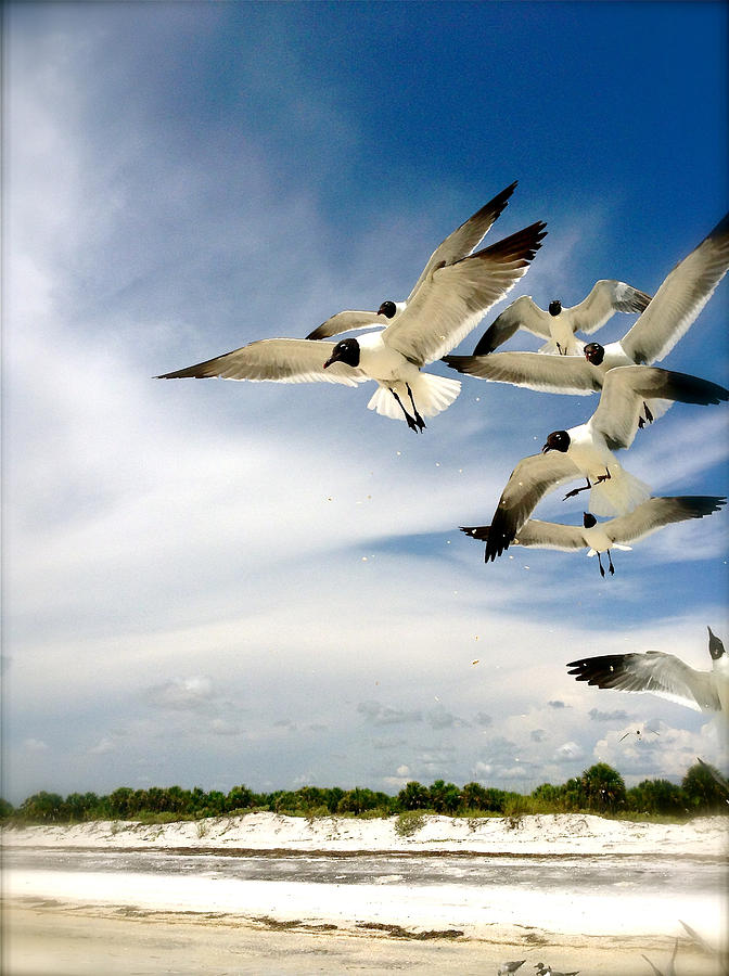 Ocean Birds Photograph by Iconic Images Art Gallery David Pucciarelli